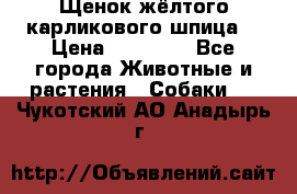 Щенок жёлтого карликового шпица  › Цена ­ 50 000 - Все города Животные и растения » Собаки   . Чукотский АО,Анадырь г.